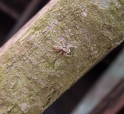 Close-up of small Spider Tarantula (Brachypelma albopilosum) on tree. Family Theraphosidae.