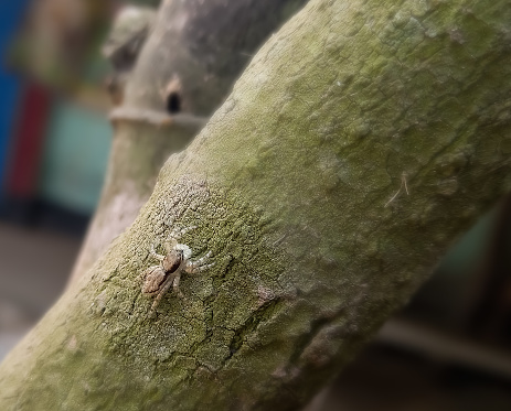 Close-up of small Spider Tarantula (Brachypelma albopilosum) on tree. Family Theraphosidae.
