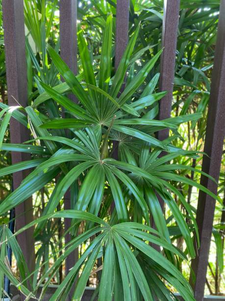 istock Palm bush against metal fence. 1487519130