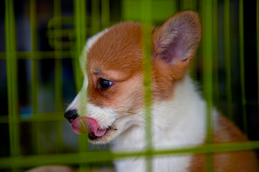 Un cachorro Kogi en una jaula photo