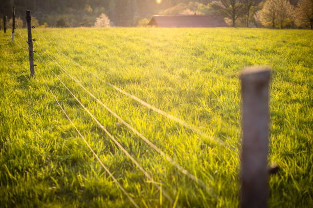 Electric fence around a pasture with animals grazing on fresh pasture grass