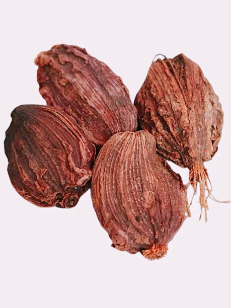 Black Cardamom big-cardamom a dried spice Amomum subulatum hill-cardamom Bengal Indian Nepal-cardamom winged-cardamom Bade Elaichi brown-cardamom dryspice Cardamome noire Cardamomo negro cardamomopreto photo Black Cardamom big-cardamom a dried spice Amomum subulatum hill-cardamom Bengal Indian Nepal-cardamom winged-cardamom Bade Elaichi brown-cardamom dryspice Cardamome noire Cardamomo negro cardamomopreto photo. cardamomo stock pictures, royalty-free photos & images