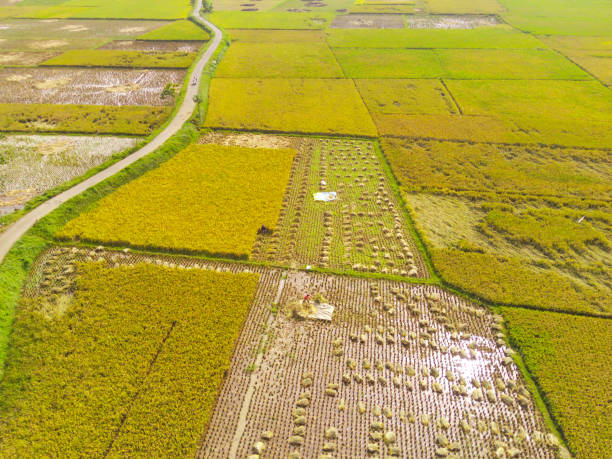 istock Scenic view of vast golden rice fields. 1487520330