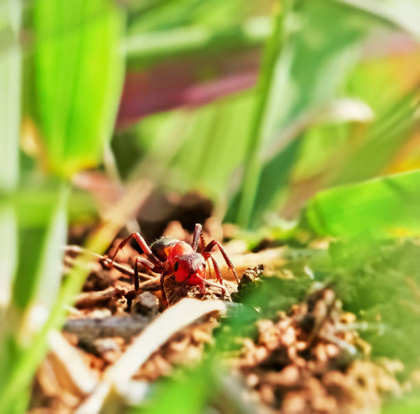 Semut Api Besar 190+ Fire Ant Sting Foto Foto Stok, Potret, & Gambar Bebas Royalti - iStock