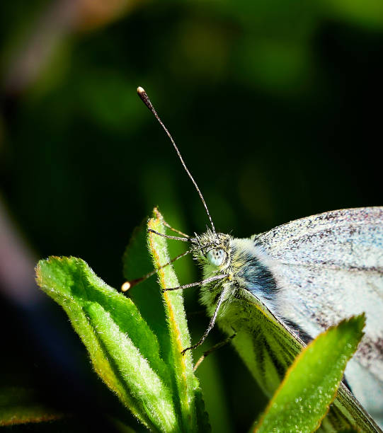 istock Beautiful butterfly on a green leaf 1487522010