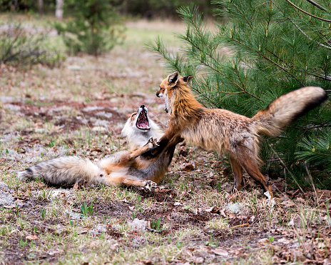 Foxes playing, fighting, revelry, interacting with a behaviour of conflict in their environment and habitat with a blur forest background in the springtime. Fox Image. Picture. Portrait.