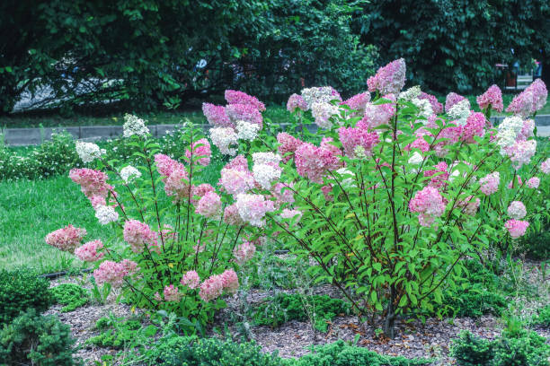 istock Hydrangeas paniculata white and pink flowers. Park landscaping with panicled hortensia Vanille Fraise 1487523348