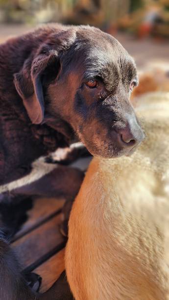 istock Portrait  of  a  dog 1487523782