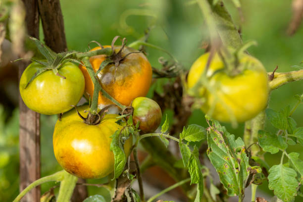 Tomato Disease Phytophthora