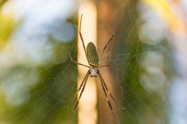 istock Spider close up. Golden Silk Orb-Weaver spider on the web and blurred background. 1487524323