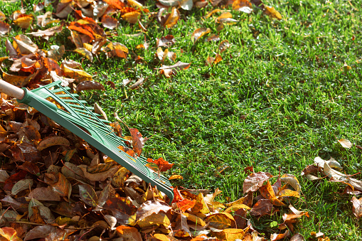 Autumn Yellow Leaves Cleaning Service. Rake with Fallen Leaves in Autumn. Ecology concept. Seasonal Gardening.