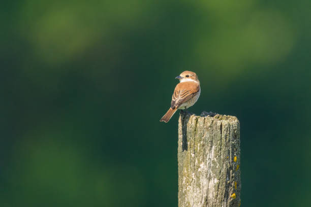 istock A female Red Backed Shrike sitting on a bush 1487526959