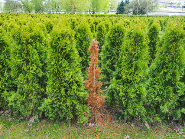 istock Thuja branches close-up. dead yellowed dried leaves on  plant 1487527054