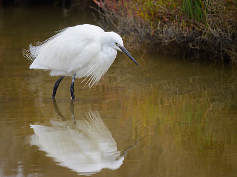 A Little Egret walking in the water looking for food, springtime in Camargue (Provence, France)