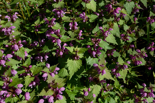 purple flowers of Lamium maculatum plant