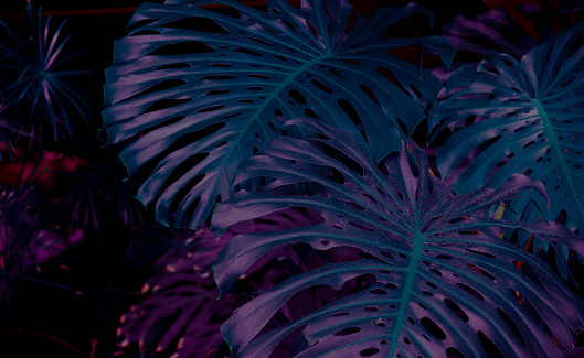 Huge Gorgeous Leaves of Monstera Plant in a dark mood. Tropical rainforest background Element for creative design.