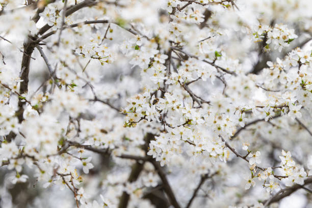 istock background of white cherry plum flowers 1487528665