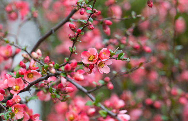istock Chinese quince blooming in spring 1487528781