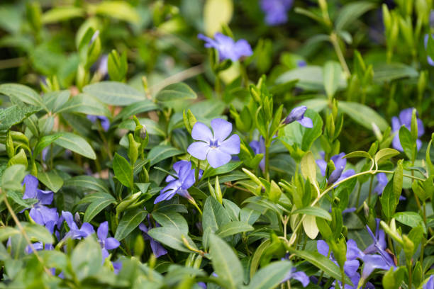 istock periwinkle flowers in a meadow in spring 1487528866