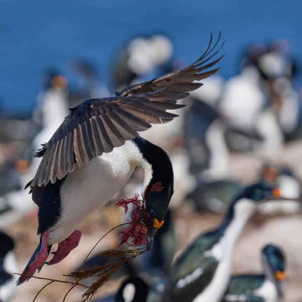 istock Imperial Shag carrying nest material 1487528869