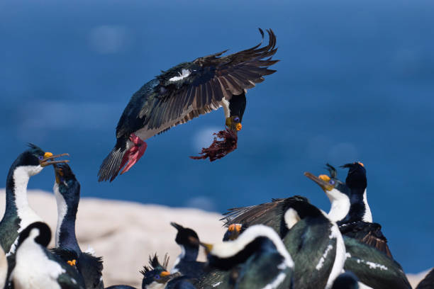istock Imperial Shag carrying nest material 1487528870