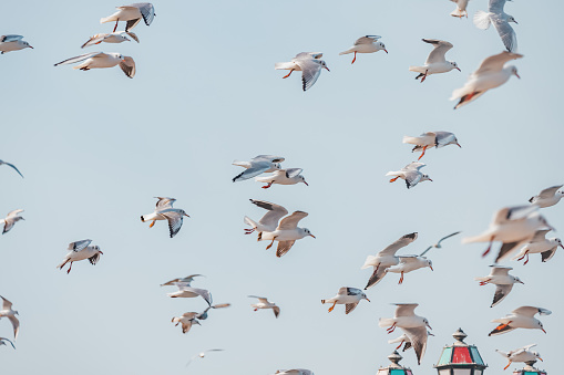 Witness the graceful flight of a flock of seagulls as they soars through the endless expanse of the sky, a beautiful display of freedom and agility