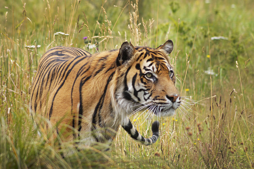 Orana wildlife park Sumatra tiger on action
