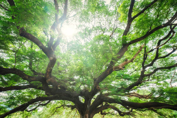 árvore gigante monky pod ou rain tree com espalhar os galhos sombreados e luz do sol brilham crescendo em parque público - saman tree - fotografias e filmes do acervo