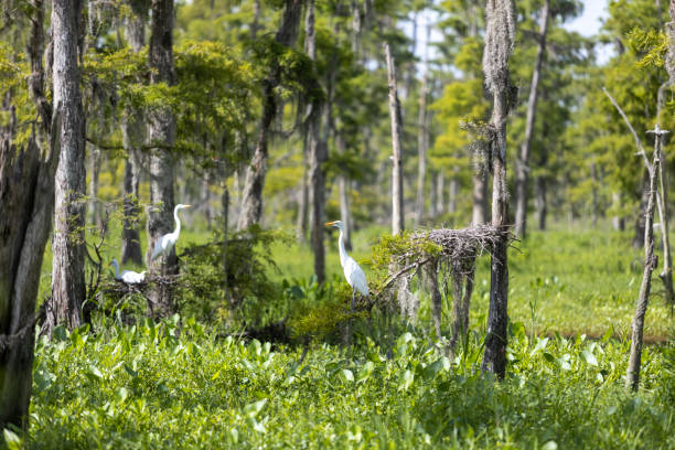 SCENES FROM DEEP IN A LOUISIANA SWAMP