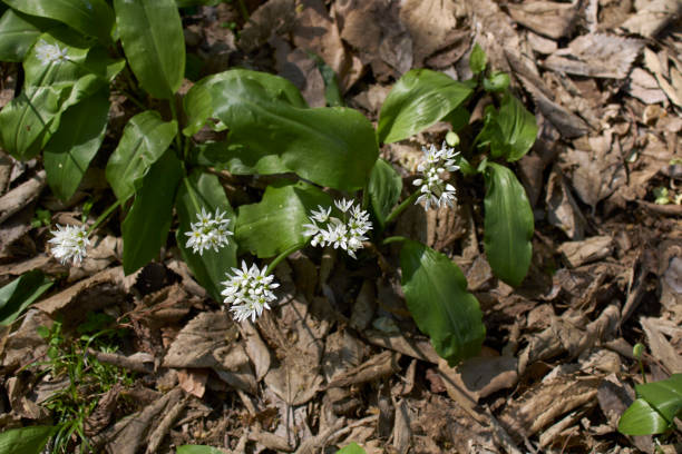 istock Allium ursinum plant in bloom 1487529520