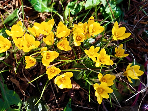 Spring primroses. Blooming crocuses in a meadow. Crocuses as a symbol of spring. Flowering yellow Crocus. The Iris Family.First spring flowers blooming on the loan. High quality photo