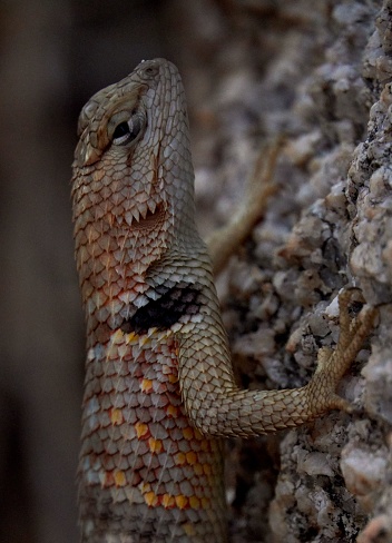 Fascinating reptile in Joshua Tree national park, California