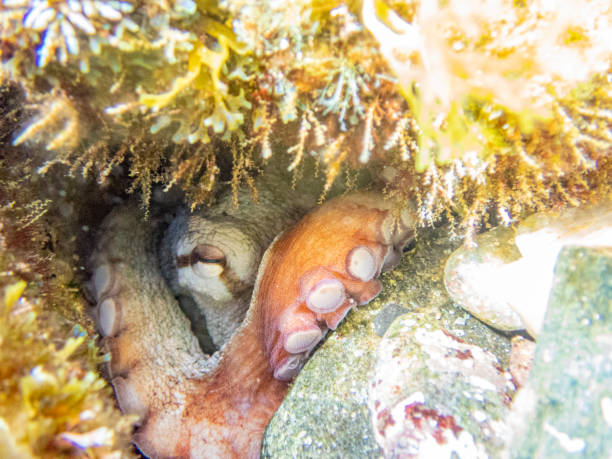 Common octopus in the rocks underwater - Cap de Creus marine reserve, Catalonia Common octopus hidden in a little cave. Mediterranean sea.
Magnificent detail in the tentacle. coralline red algae photos stock pictures, royalty-free photos & images