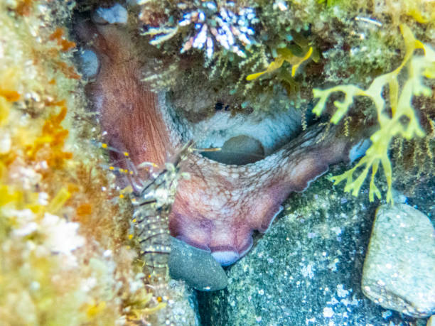 Common octopus in the rocks underwater - Cap de Creus marine reserve, Catalonia Common octopus hidden in a little cave. Mediterranean sea. coralline red algae photos stock pictures, royalty-free photos & images