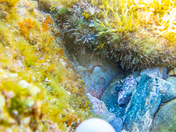 Common octopus in the rocks underwater - Cap de Creus marine reserve, Catalonia Common octopus hidden in a little cave. Mediterranean sea. coralline red algae photos stock pictures, royalty-free photos & images