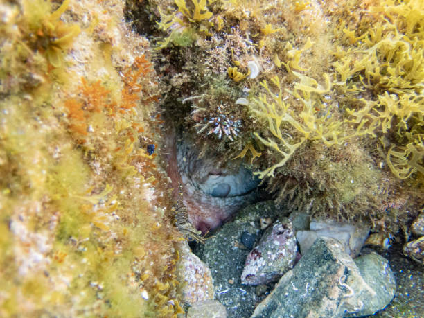 Common octopus in the rocks underwater - Cap de Creus marine reserve, Catalonia Common octopus hidden in a little cave. Mediterranean sea. coralline red algae photos stock pictures, royalty-free photos & images