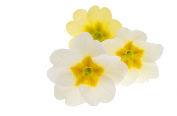 istock primrose flower isolated 1487531001