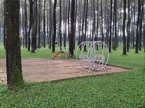 playground in the middle of pine forest