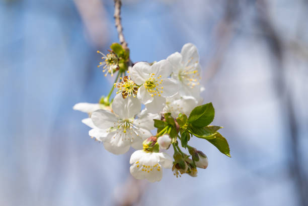 cherry flowers on a tree on a sunny day