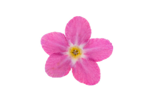 istock pink forget-me-not isolated 1487532119