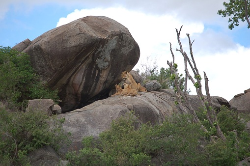 A lioness with her three cubs, which she can hide nicely between the rocks. Just before the picture was taken, the three boys emerged from their hiding place under the rock.
Kopjes are 