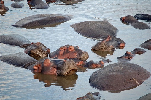 A group of hippos doze peacefully in the water, leaning on each other's heads. They look very relaxed and content. If you look closely, you can almost see a smile on their faces.