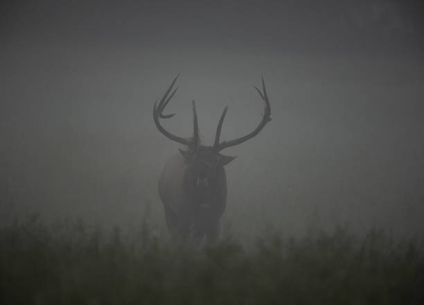 istock Bull Elk Bugles In The Morning Fog 1487533954