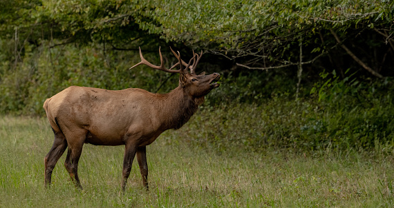 Bull Elk Sniffs The Air For Pheramones during the rut in Great Smoky Mountains National Park
