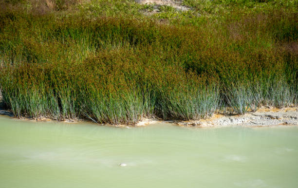 agua verde lechosa de los botes de pintura west thumb - montana water landscape nature fotografías e imágenes de stock