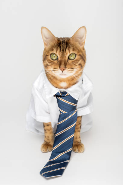 istock Business cat in a shirt with a tie on a white background. 1487535418