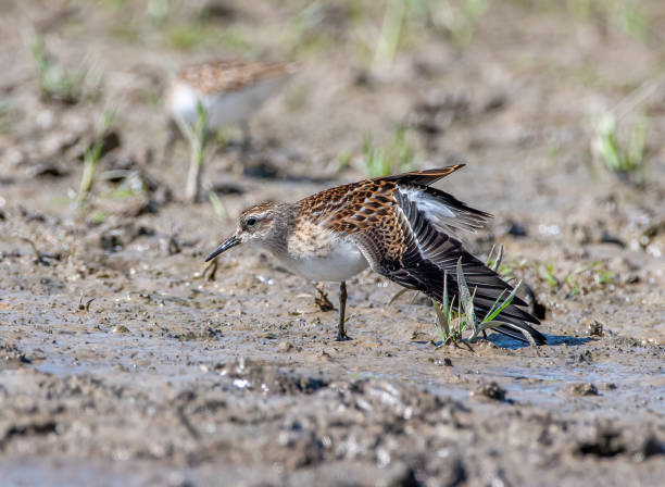 istock Baird's Sandpiper on a Colorado Lakeshore 1487535487