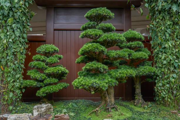 istock Japanese welcoming pine landscape 1487535516