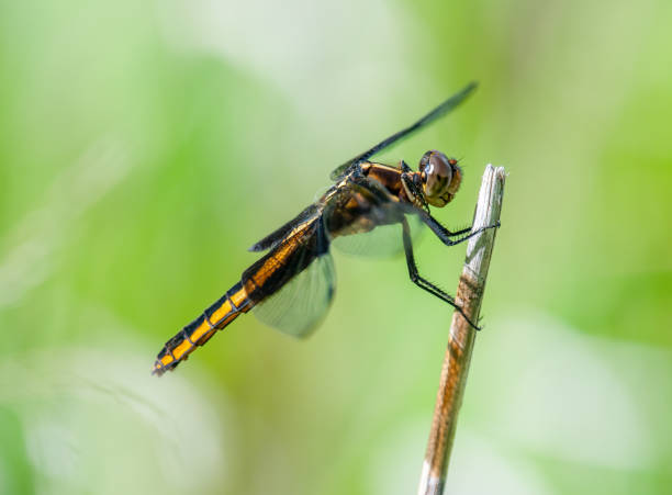 istock Widow Skimmer Dragonfly with Green Background 1487535630