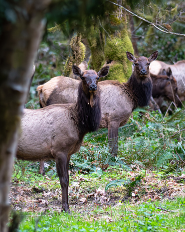 Cispus located in the Gifford Pinchot National Forest. Which includes over 1.3 million acres of forest, wildlife habitat, watersheds & mountains, including Mt. Adams & Mount St. Helens National Volcanic Monument. Elk are one of the largest species of deer.